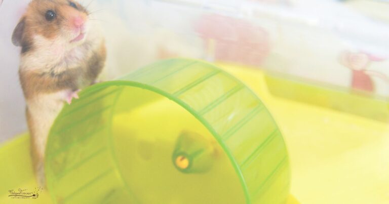 Hamsterrad; entpan´ter Alltag;